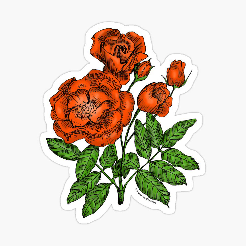 cupped semi-double orange rose print on glossy sticker