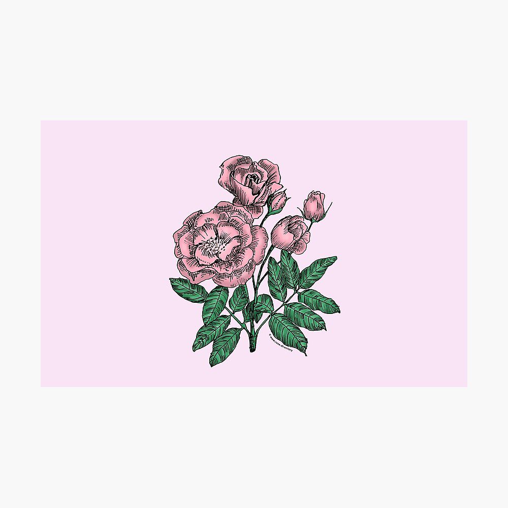 cupped semi-double light pink rose print on Photographic Print