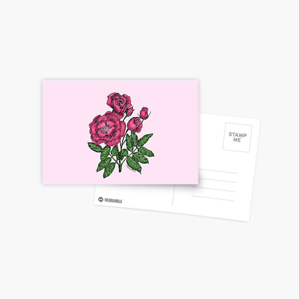 cupped semi-double mid pink rose print on postcard