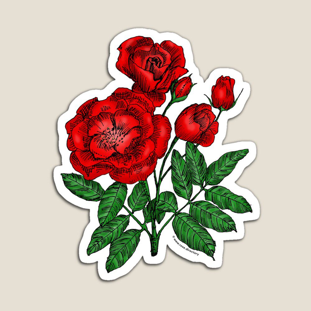cupped semi-double bright red rose print on magnet