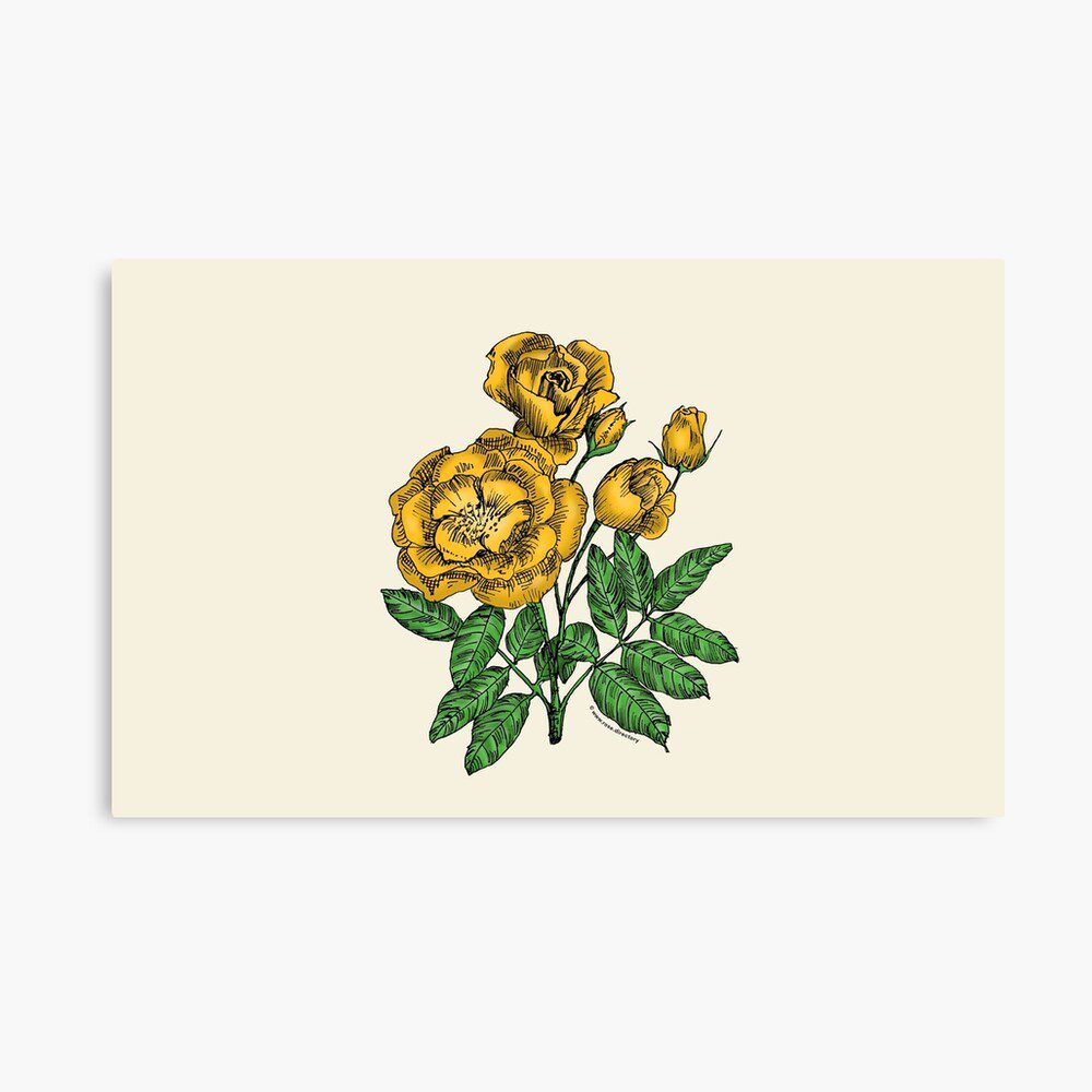 cupped semi-double yellow rose print on canvas print