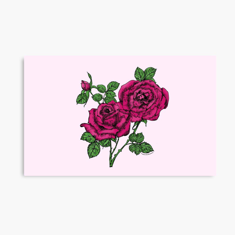 high-centered full deep pink rose print on canvas print