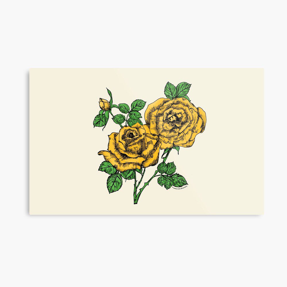 high-centered full yellow rose print on metal print