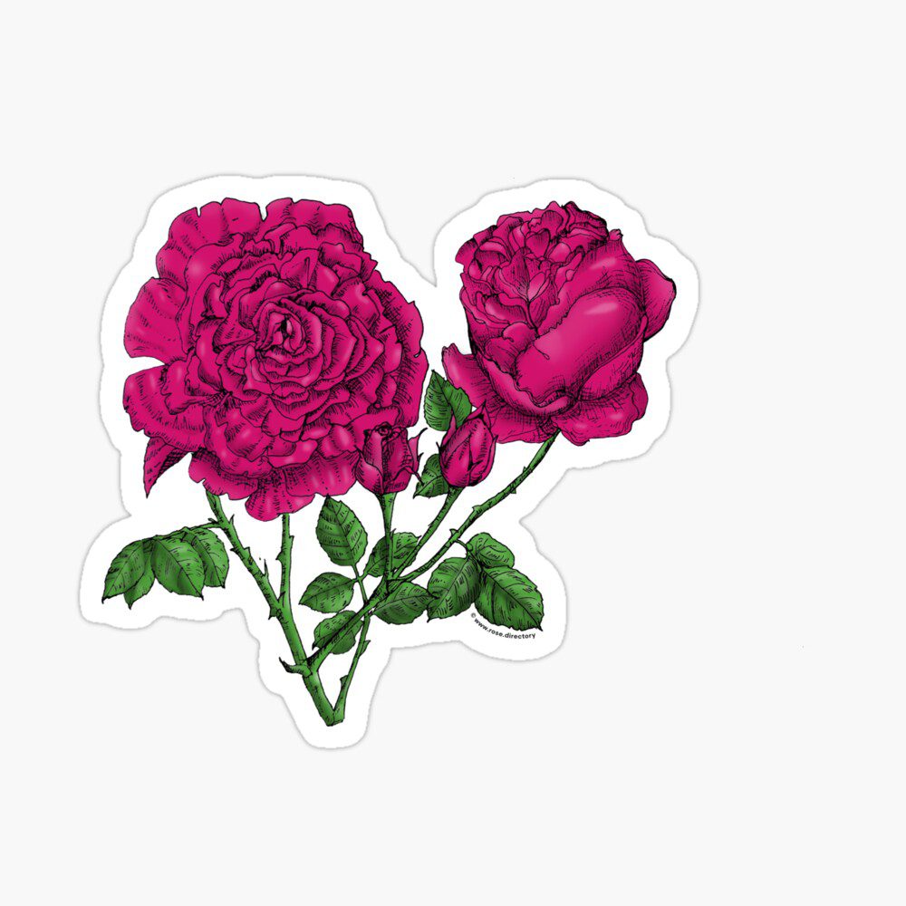cupped very full deep pink rose print on sticker
