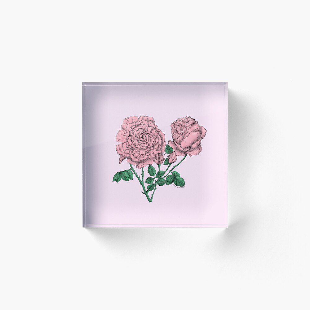 cupped very full light pink rose print on acrylic block