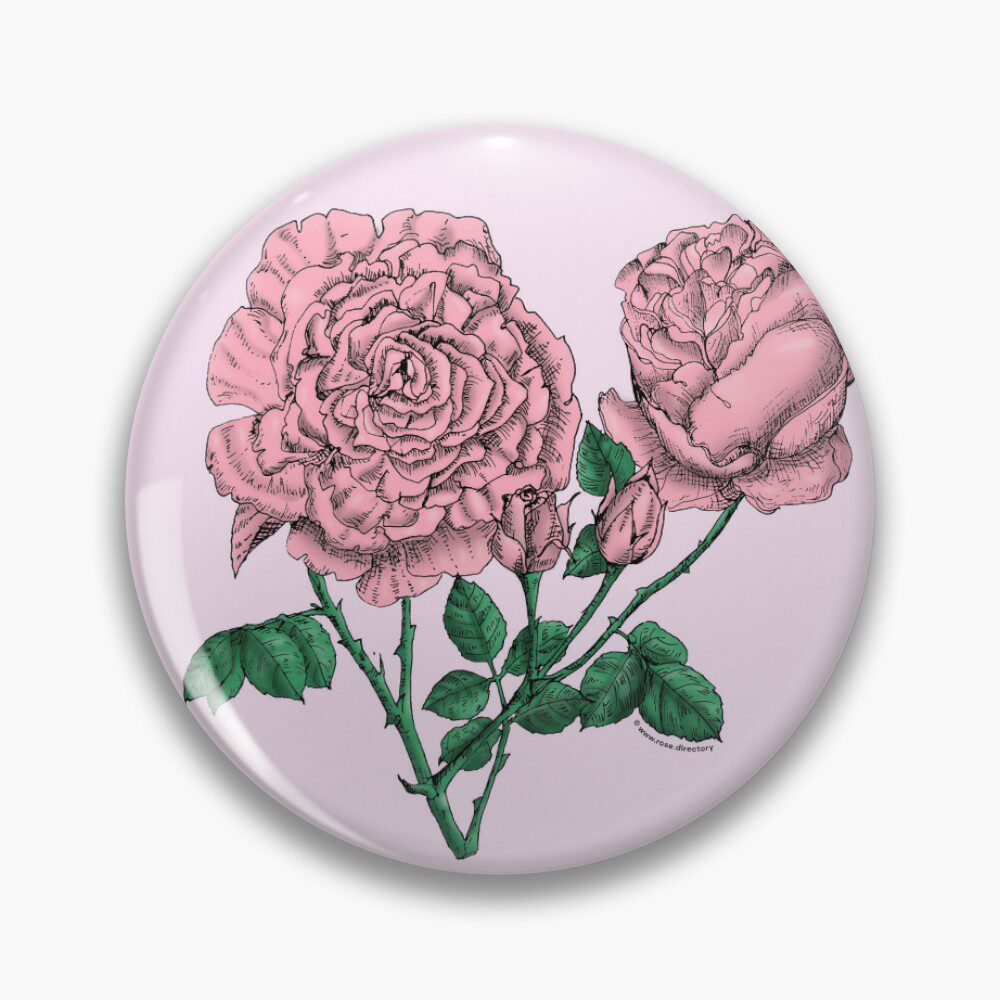 cupped very full light pink rose print on pin