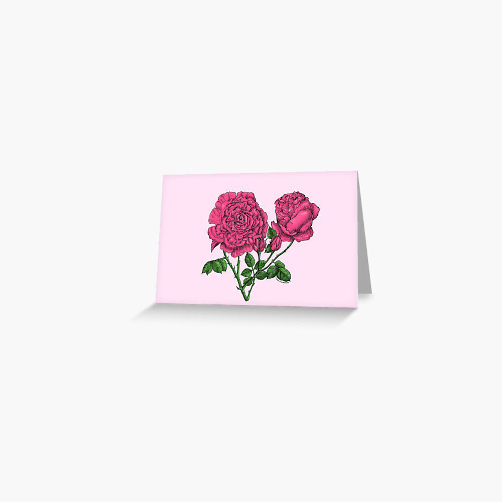 cupped very full mid pink rose print on greeting card