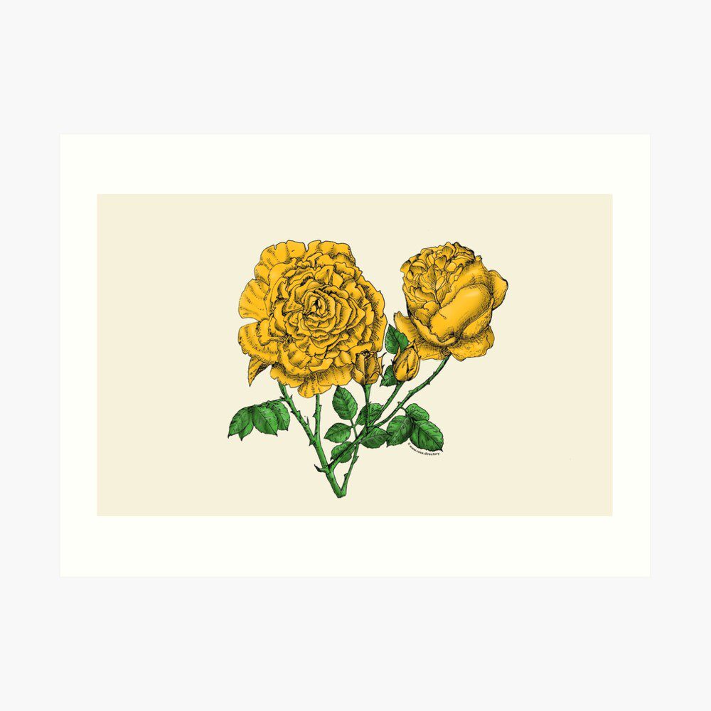 cupped very full yellow rose print on art print