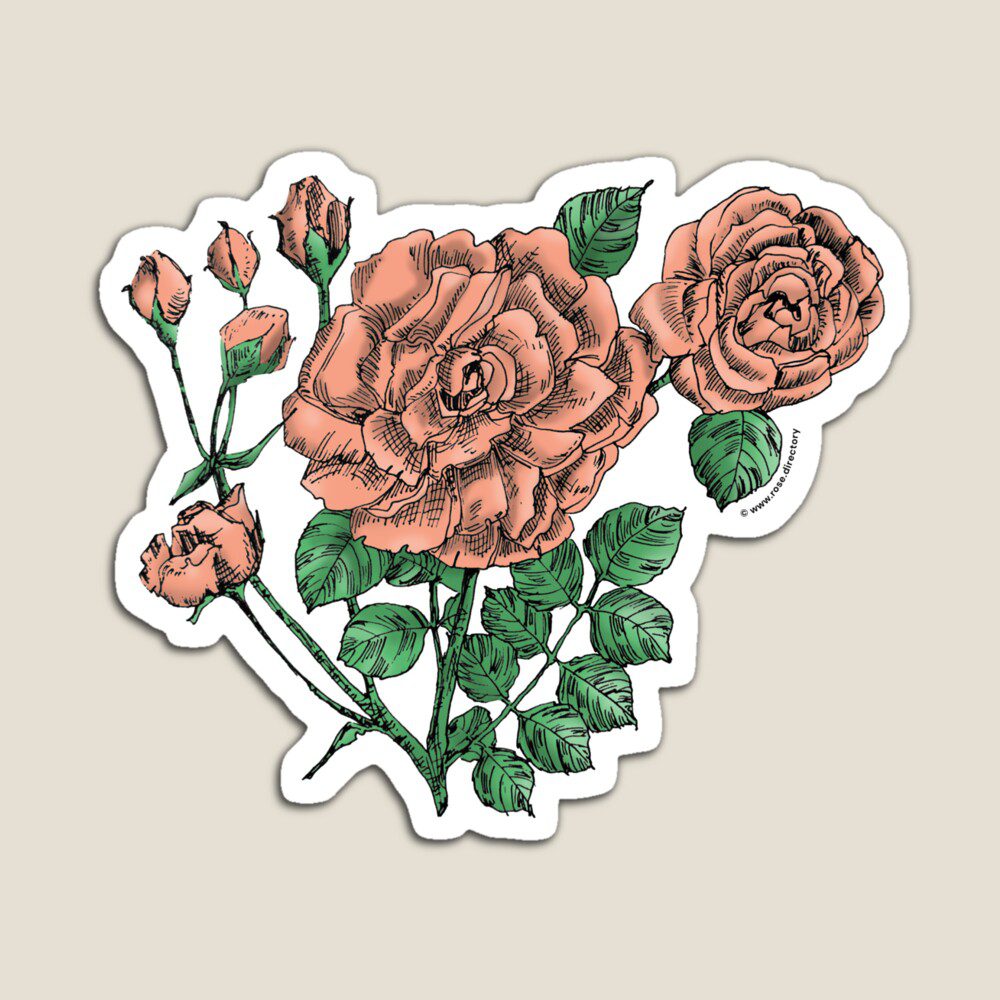 flat double apricot rose print on magnet