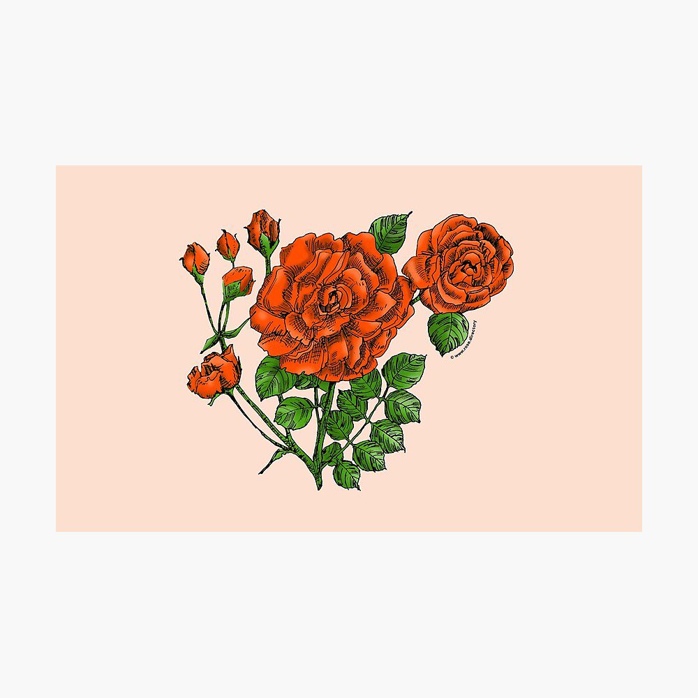 flat double orange rose print on photographic print