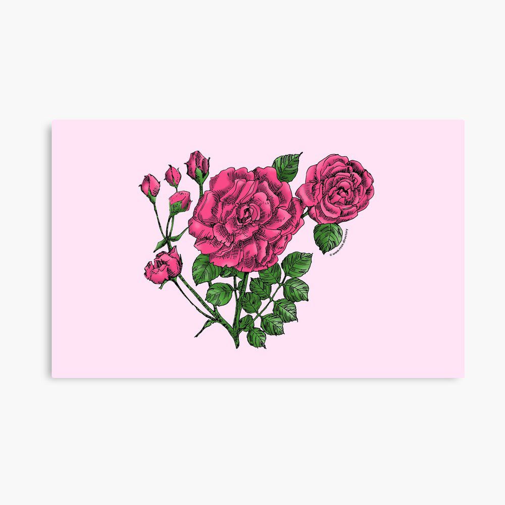 flat double mid pink rose print on canvas print
