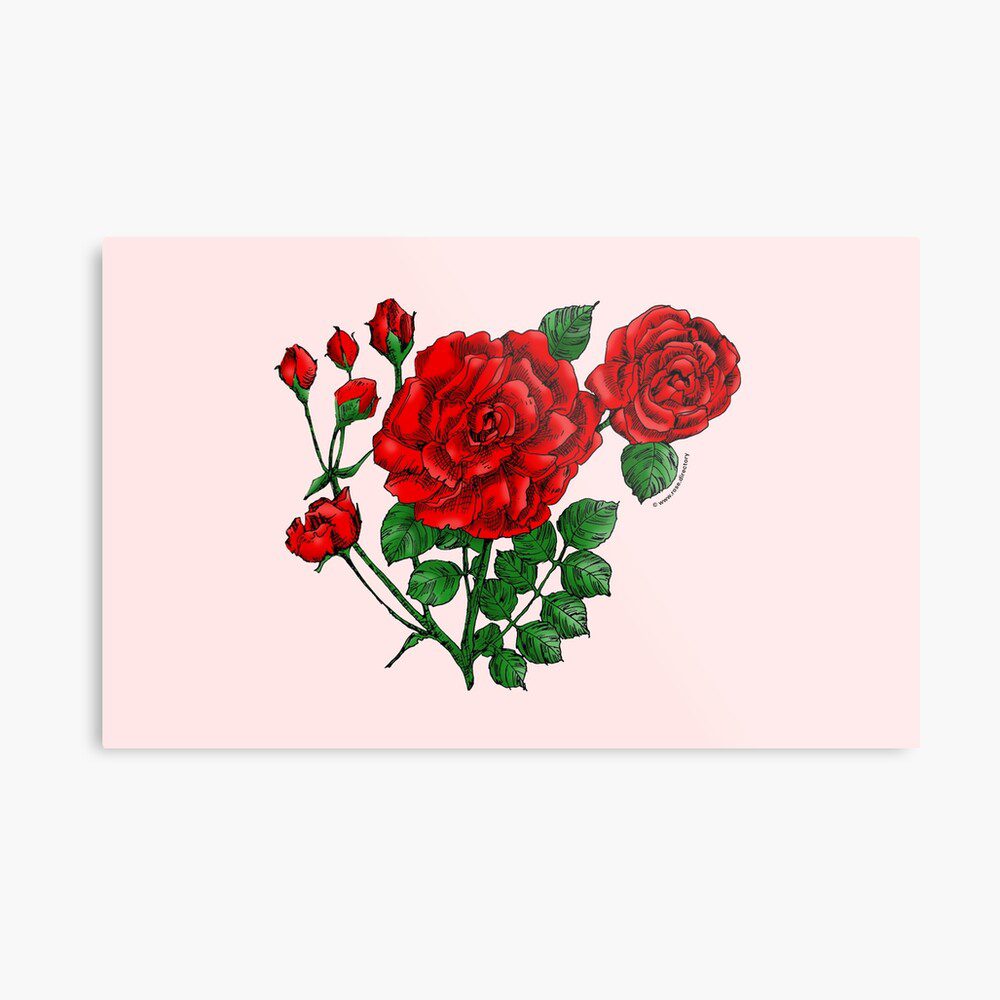 flat double bright red rose print on metal print