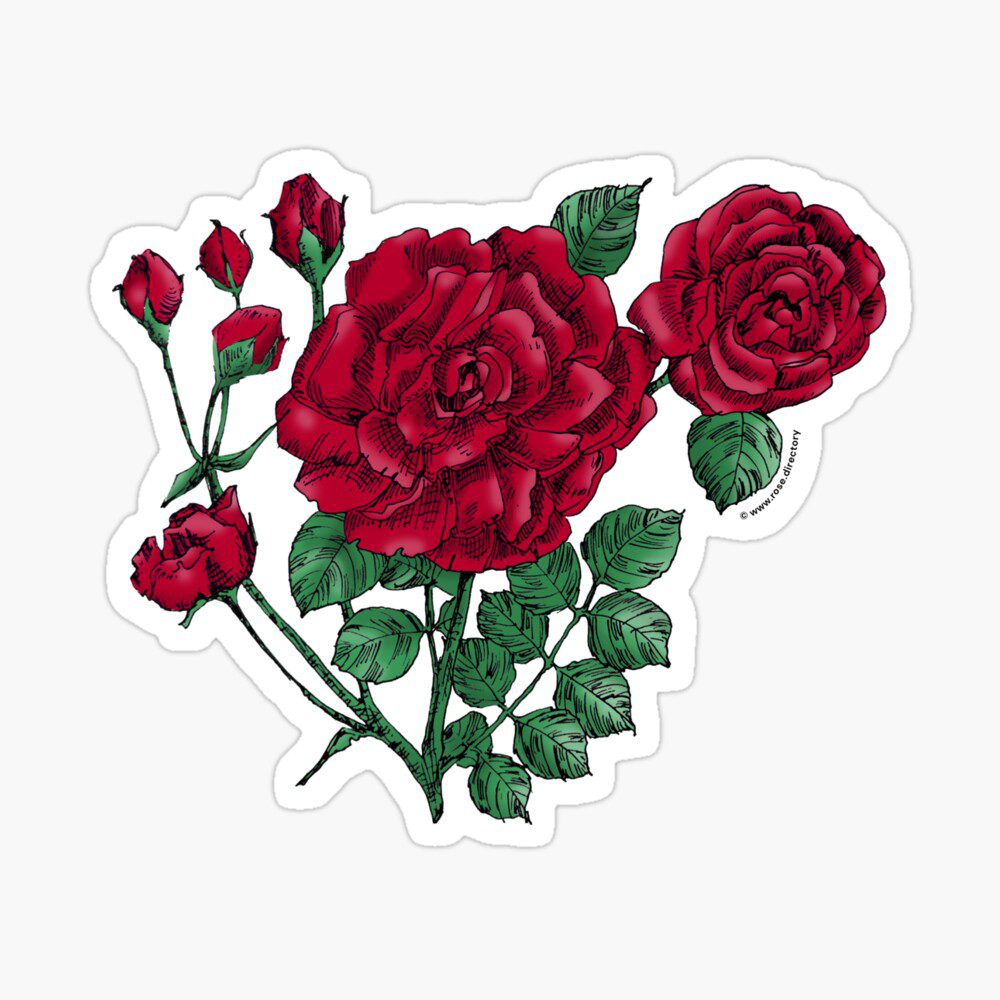 flat double dark red rose print on glossy sticker