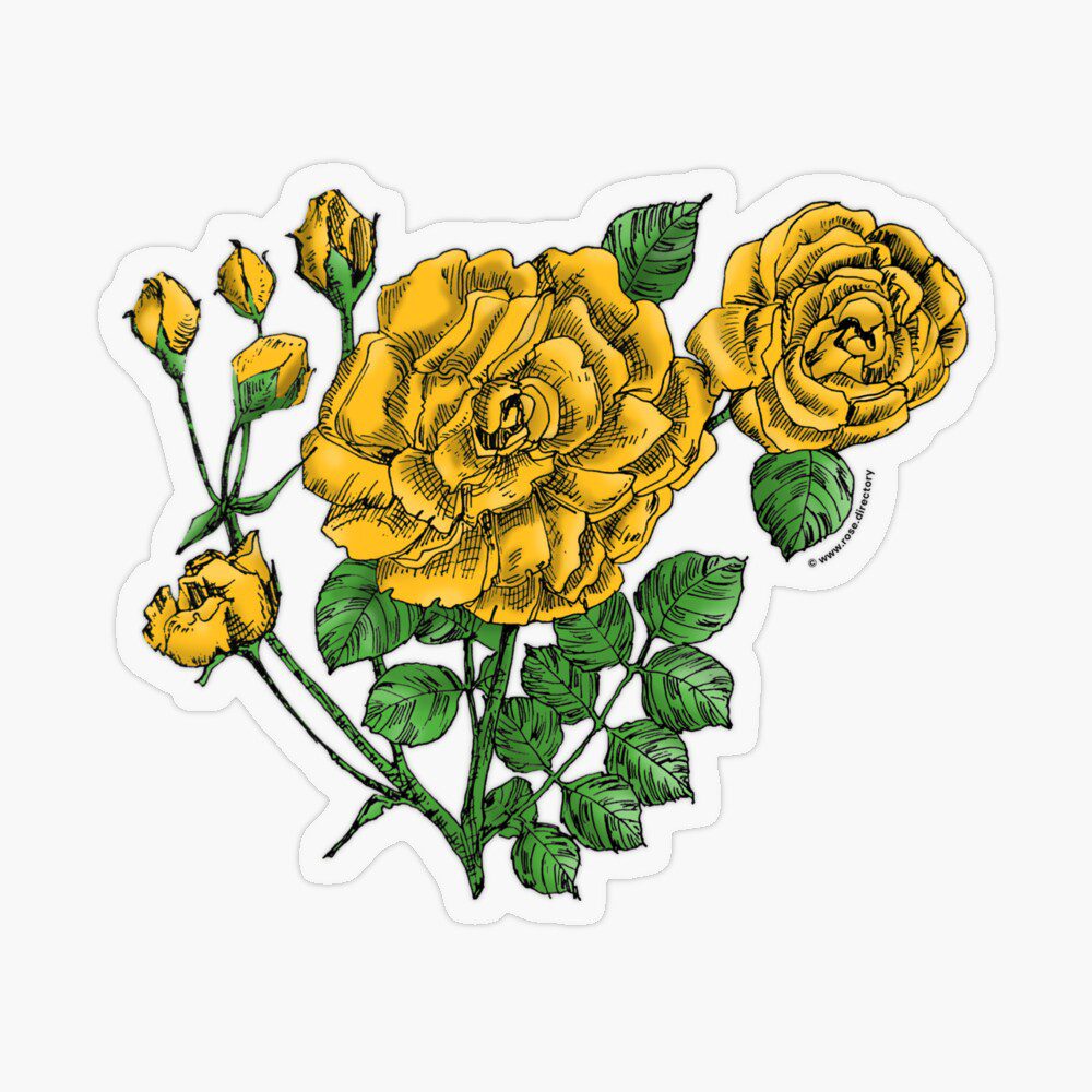 flat double yellow rose print on transparent sticker