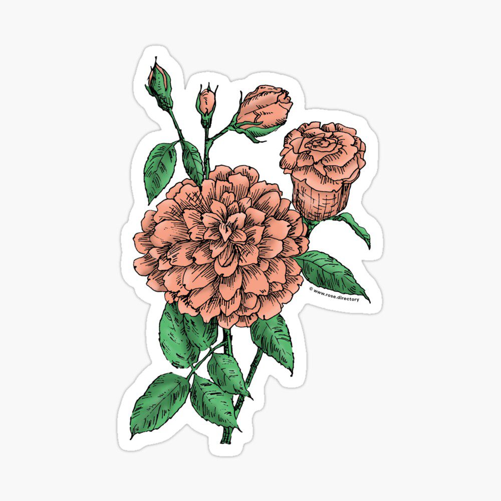 flat full apricot rose print on glossy sticker