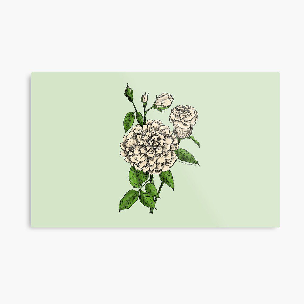 flat full cream rose print on metal print