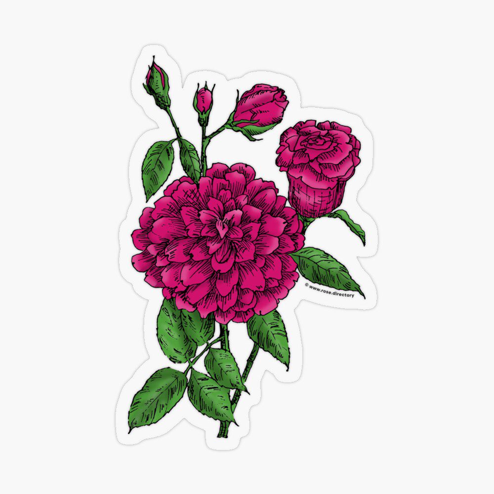 flat full deep pink rose print on transparent sticker