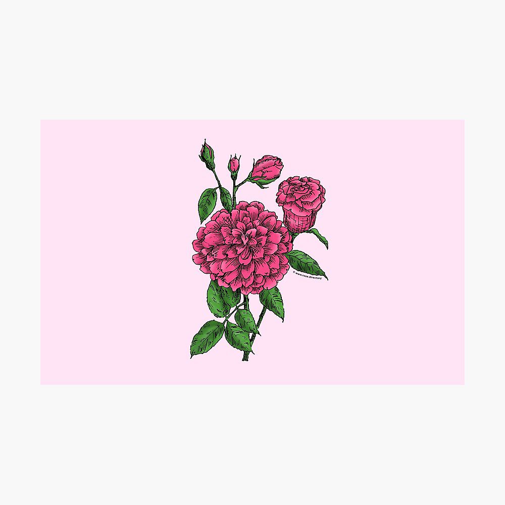 flat full mid pink rose print on photographic print