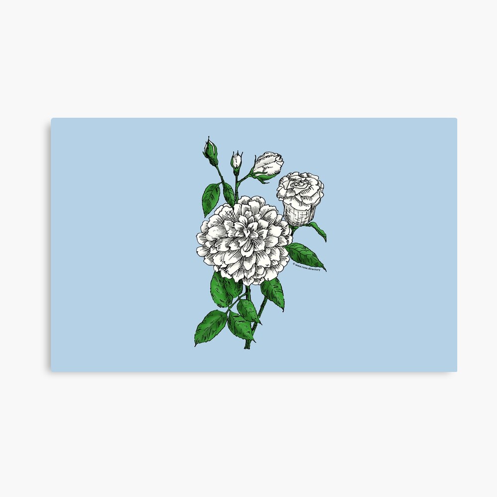 flat full white rose print on canvas print