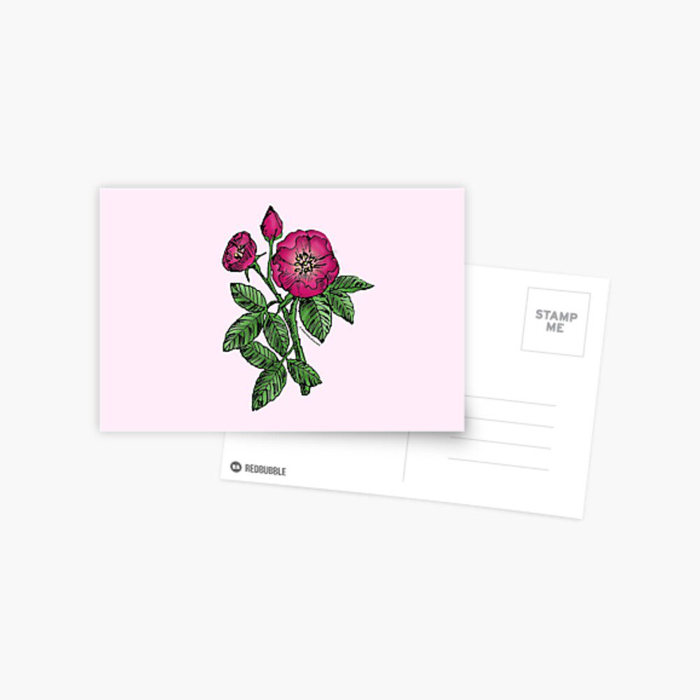 globular single deep pink rose print on postcard