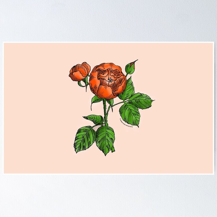 globular semi-double orange rose print on poster