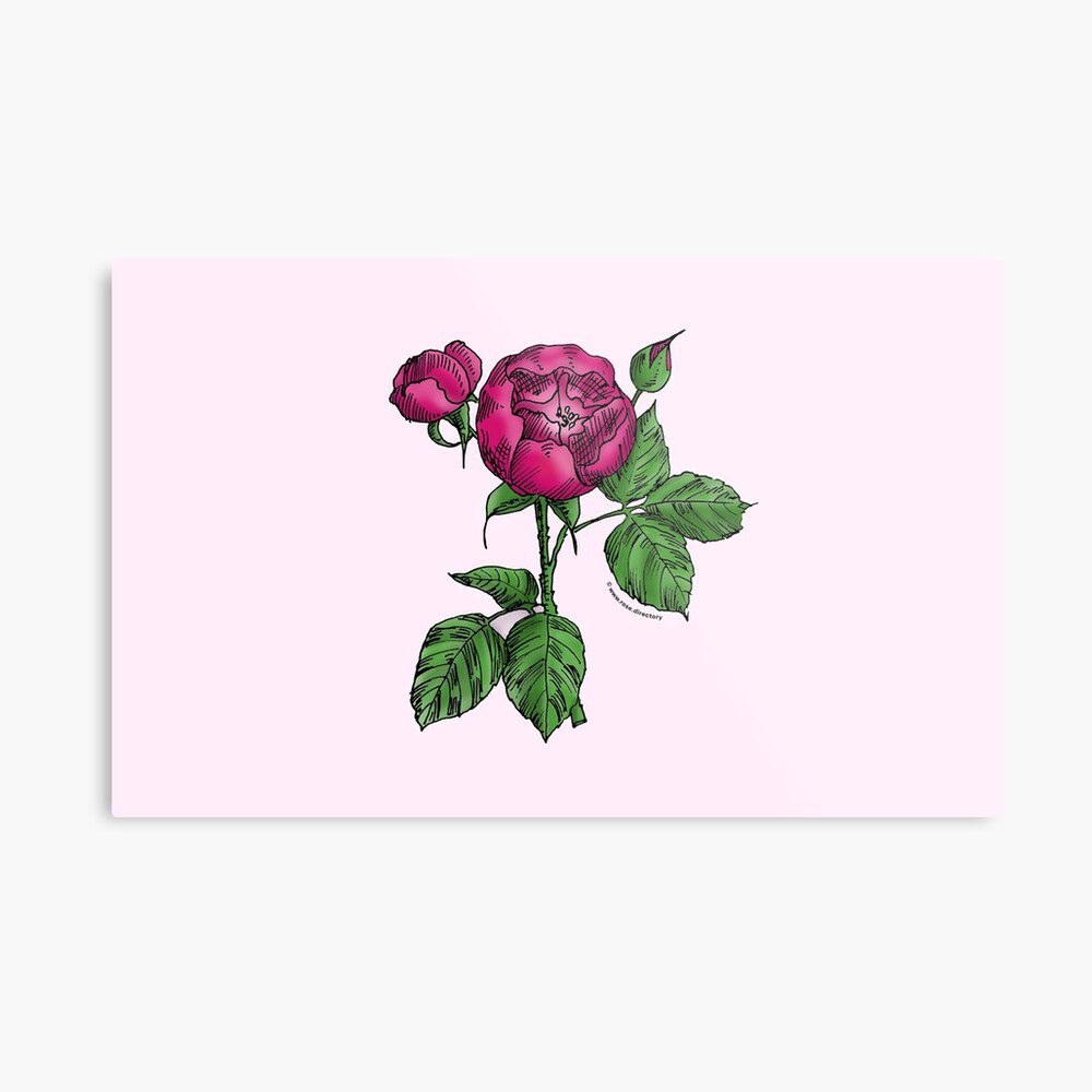 globular semi-double deep pink rose print on metal print