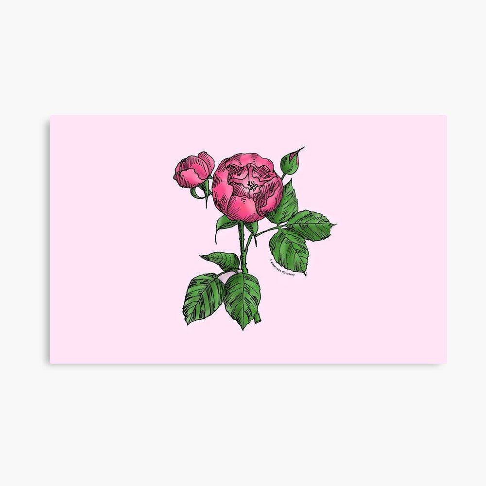 globular semi-double mid pink rose print on canvas print