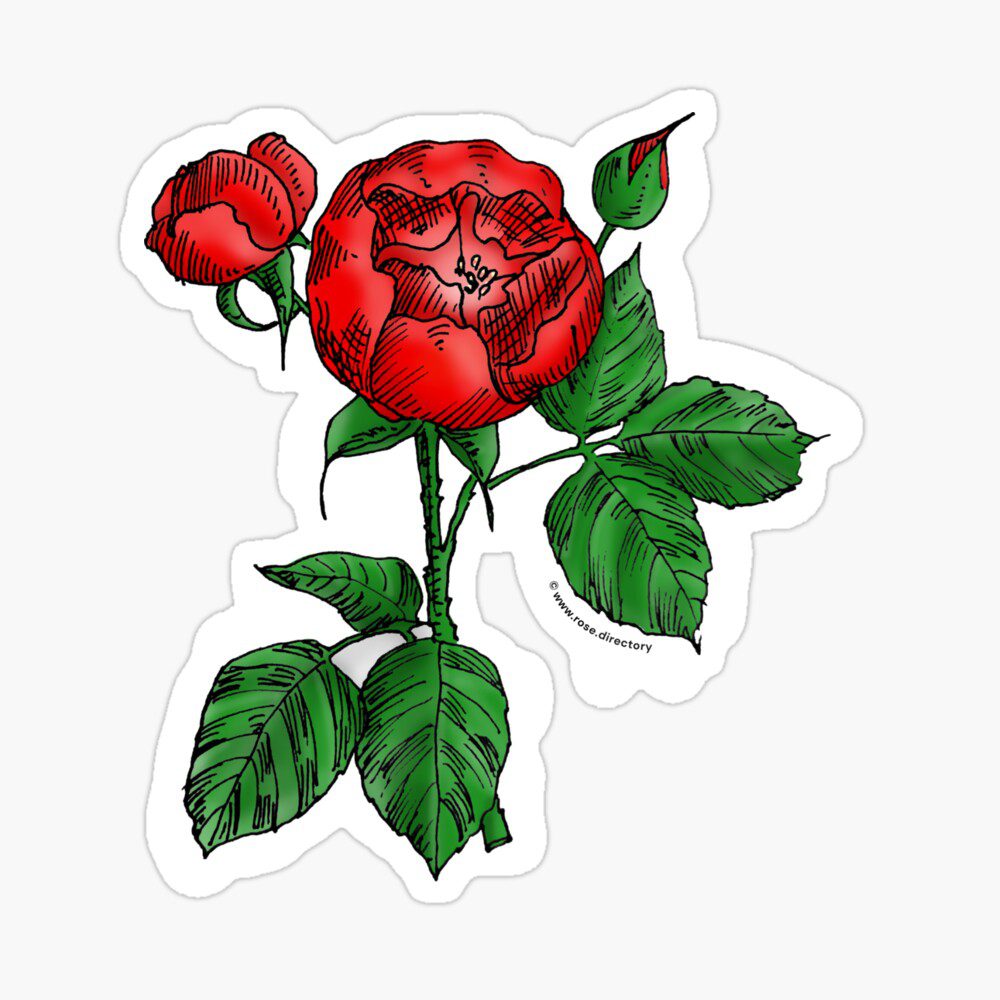 globular semi-double bright red rose print on glossy sticker