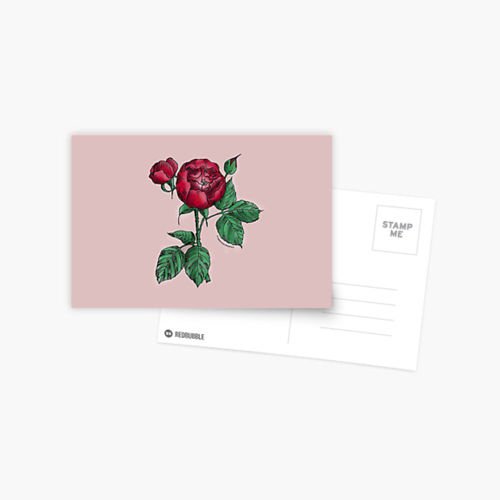 globular semi-double dark red rose print on postcard