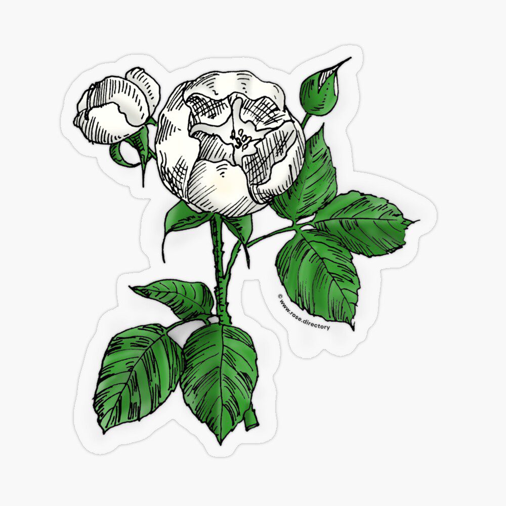 globular semi-double white rose print on transparent sticker