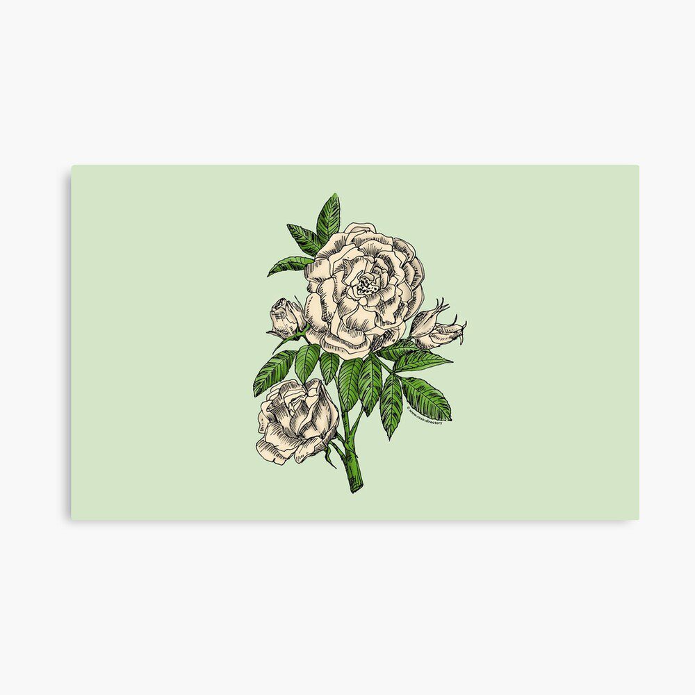 globular double cream rose print on canvas print