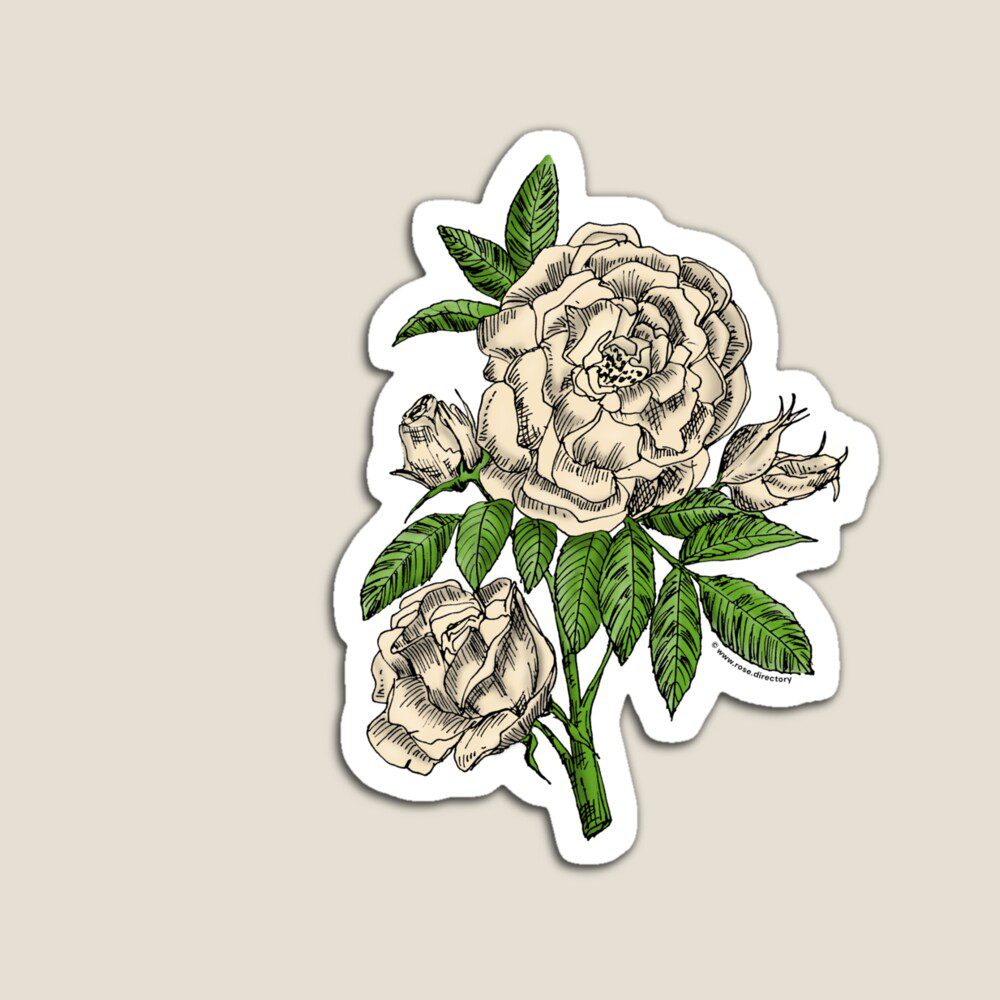 globular double cream rose print on magnet