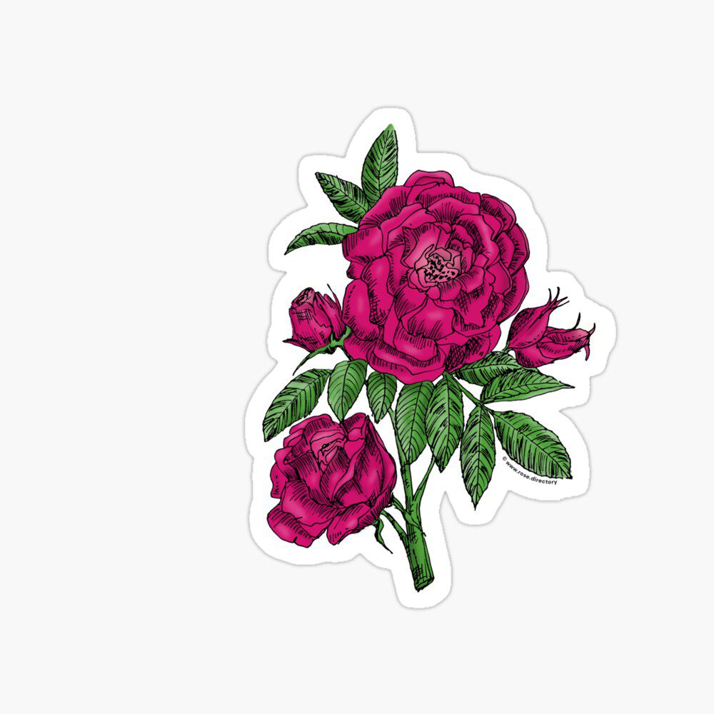 globular double deep pink rose print on sticker