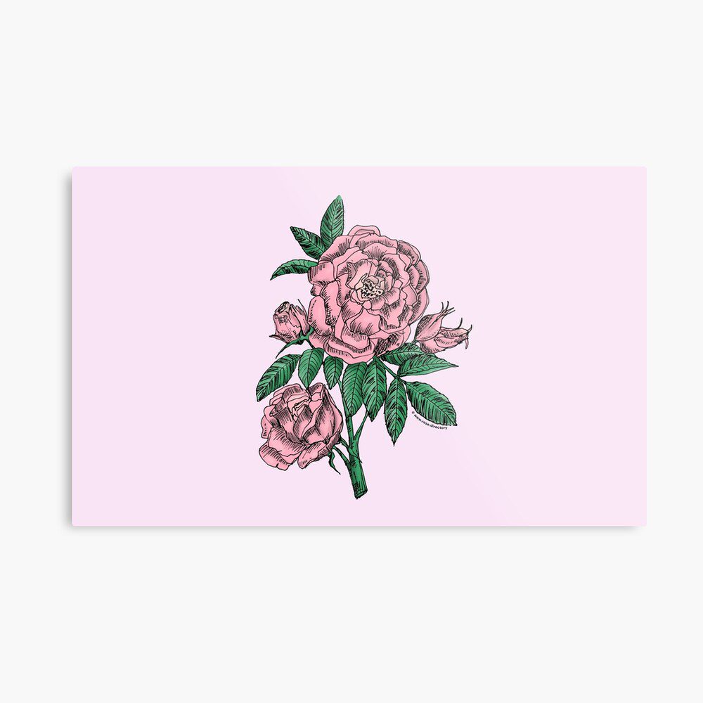globular double light pink rose print on metal print