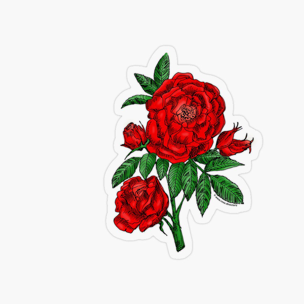 globular double bright red rose print on transparent sticker