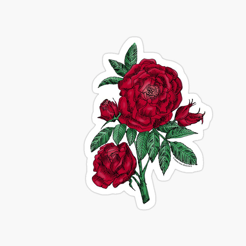 globular double dark red rose print on glossy sticker