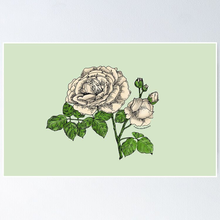 globular full cream rose print on poster