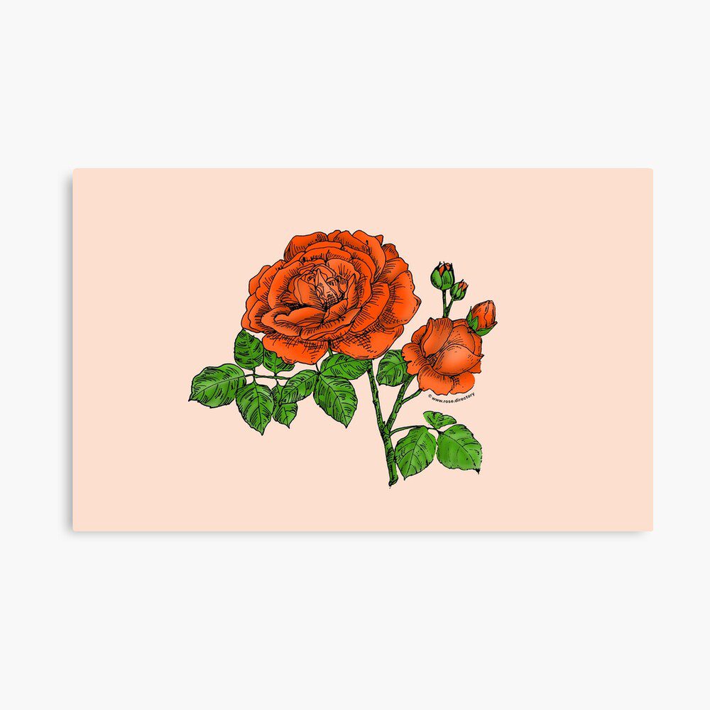 globular full orange rose print on canvas print