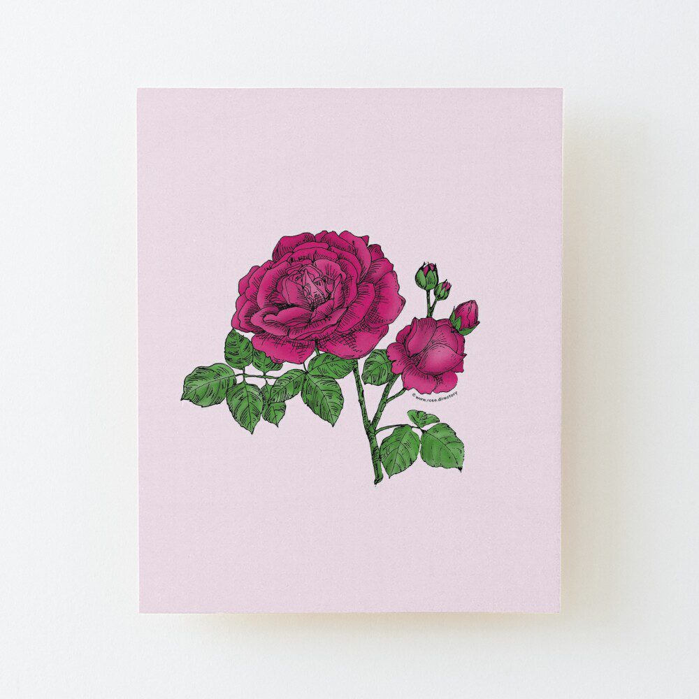 globular full deep pink rose print on wood mounted print