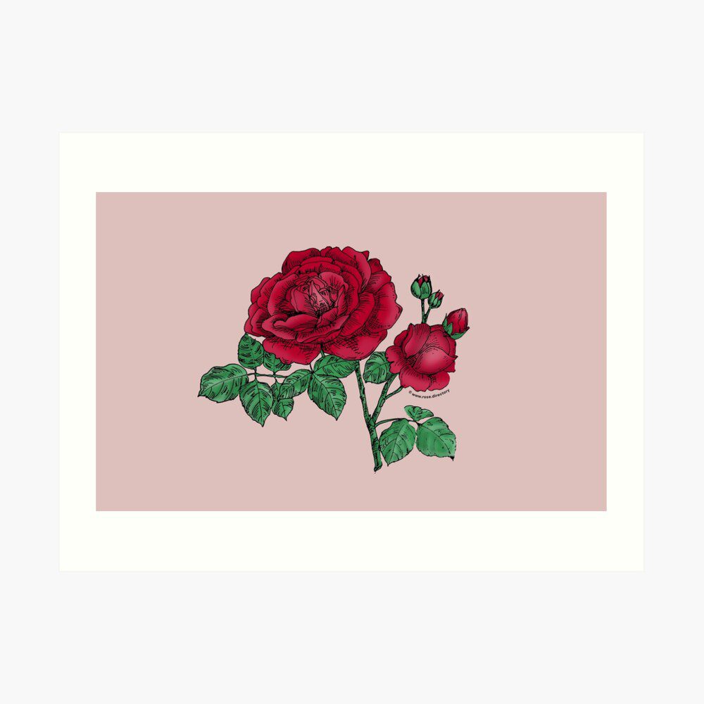 globular full dark red rose print on art print