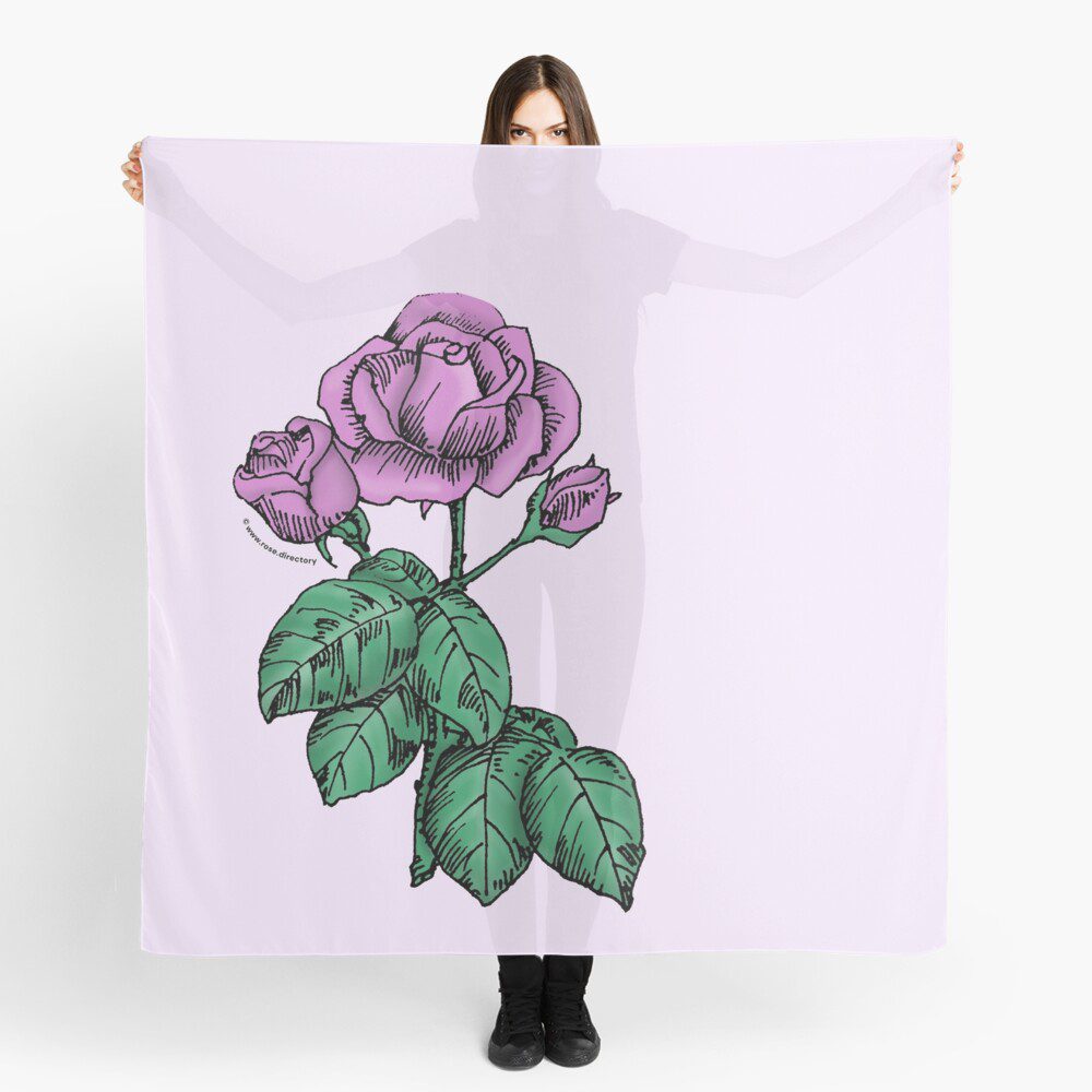 high-centered semi-double purple rose print on scarf