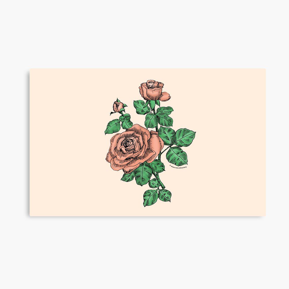 high-centered double apricot rose print on canvas print