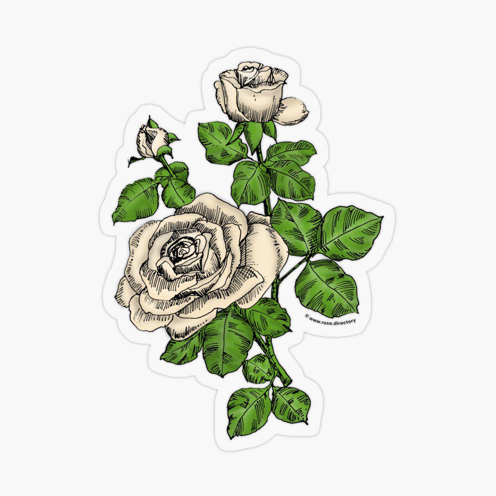 high-centered double cream rose print on transparent sticker