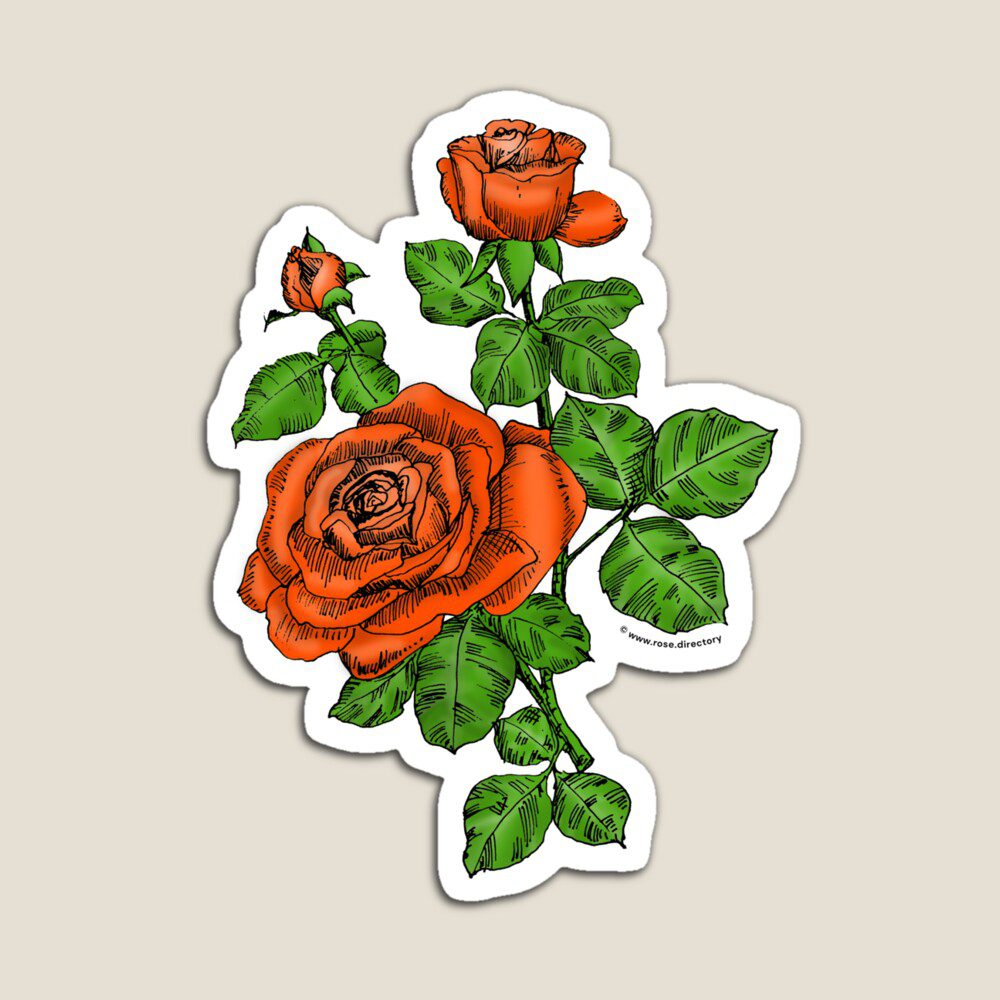 high-centered double orange rose print on magnet