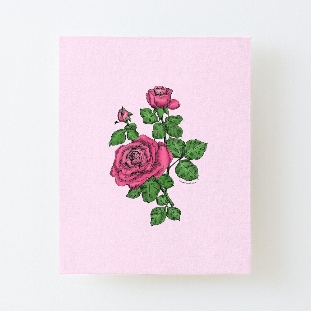 high-centered double mid pink rose print on canvas mounted print