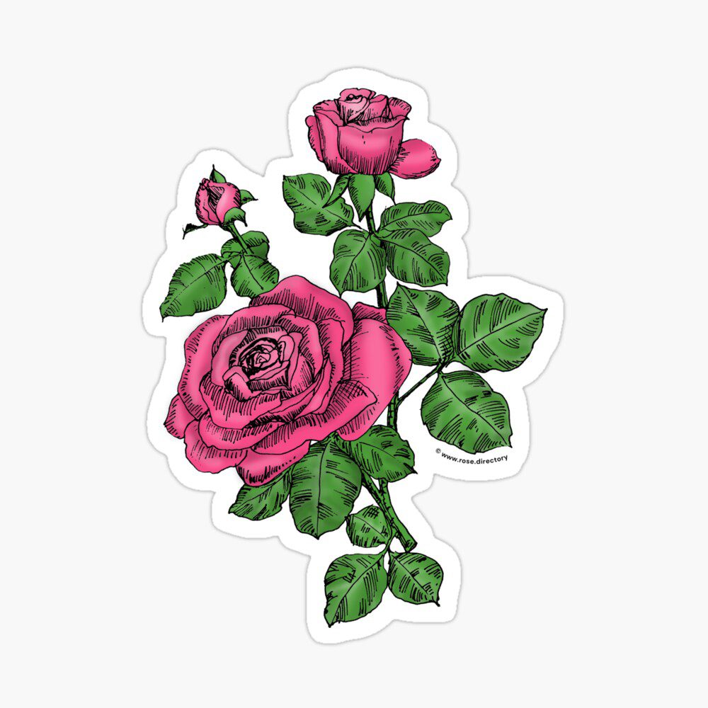 high-centered double mid pink rose print on sticker