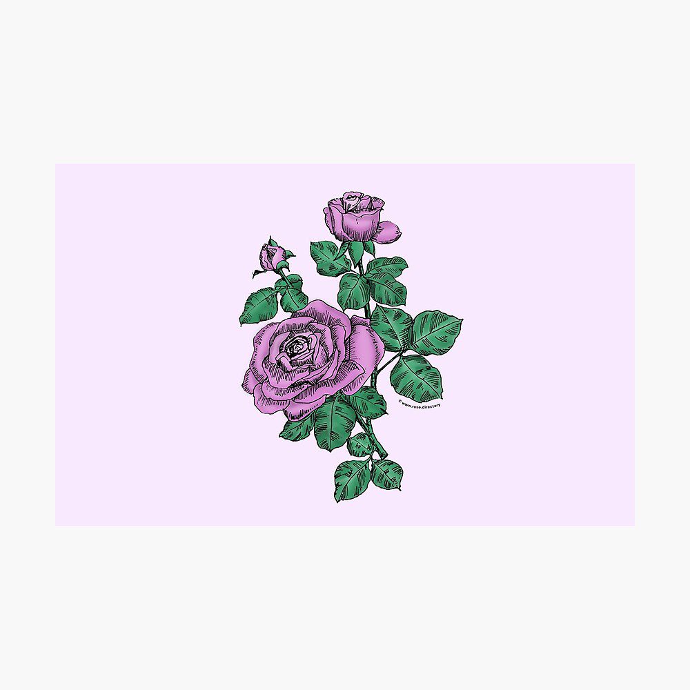 high-centered double purple rose print on photographic print