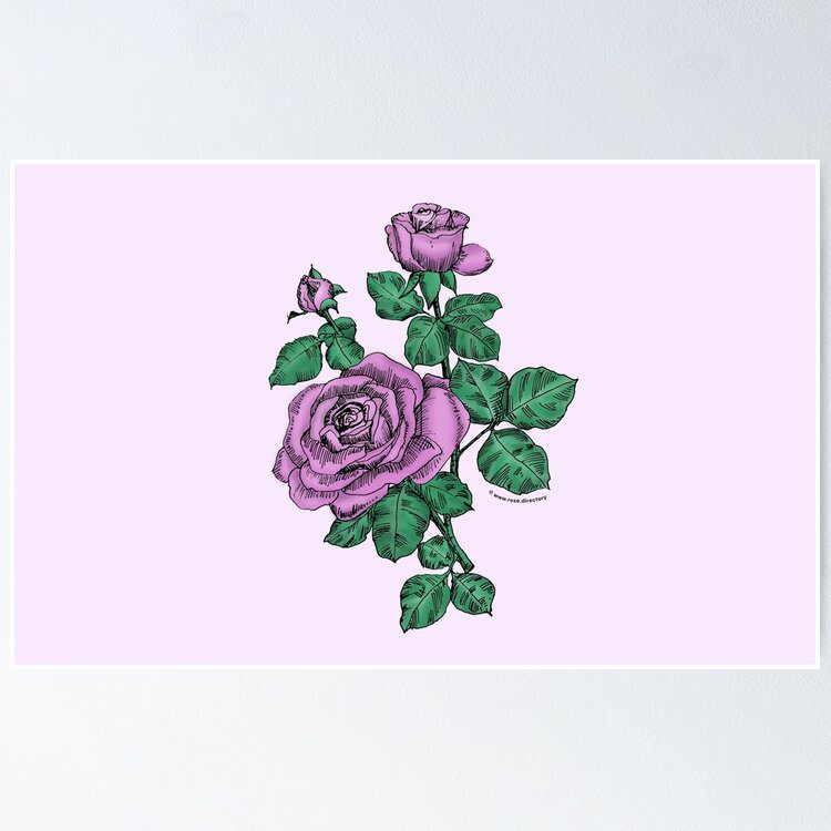 high-centered double purple rose print on poster