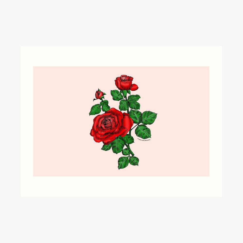 high-centered double bright red rose print on art print