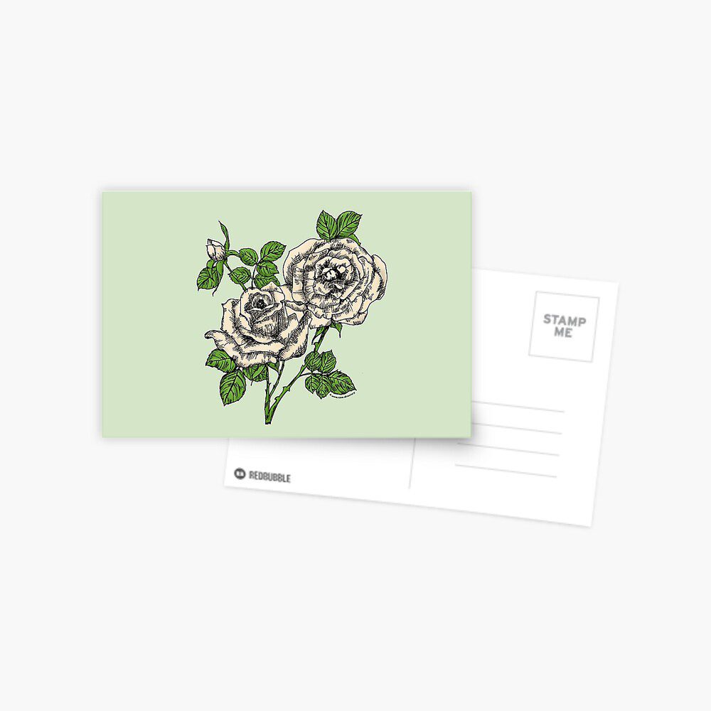 high-centered full cream rose print on postcard